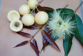 Image result for Syzygium jambos