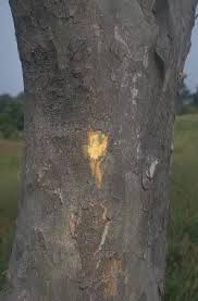 Image result for Stereospermum kunthianum