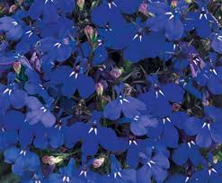 Image result for Lobelia erinus