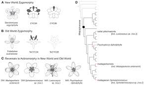 Image result for Triaspis macropteron