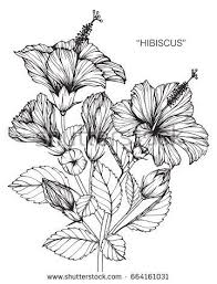 Hibiscus Flowers Drawing And Sketch With Line Art On White Backgrounds Hibiscus Drawing Hibiscus Flower Drawing Flower Drawing