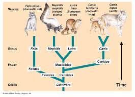 Natural Classification Phylogeny