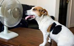 La Plata: Calor primaveral anticipa un fin de semana soleado