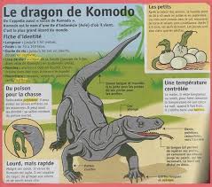 Le Dragon De Komodo Dragon De Komodo Nom Des Animaux Komodo