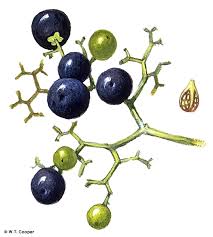 Image result for Premna serratifolia