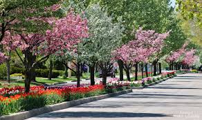 We did not find results for: Visit Tulip Time