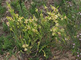 Image result for Passerina montana