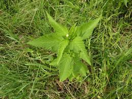 Image result for Melochia melissifolia