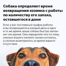 pin ot polzovatelya dd nd nd dd d d ndµd dºd na doske interesnye fakty interesnye fakty zabavnye fakty fakty