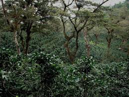 Biosfera De San Marcos De Colon Y Su Cautivadora Belleza Natural Que Adorna Honduras Diario El Heraldo Belleza Natural Honduras San Marcos