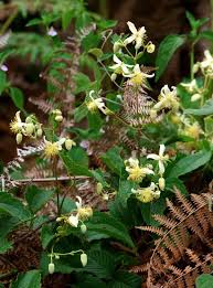 Image result for Clematis simensis