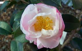 Camellia Sasanqua Northern Lights Shrubs Camellia Different Flowers