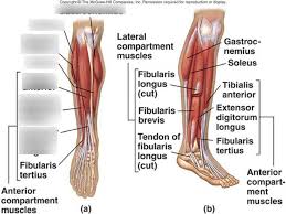 Labeled anatomy chart male back muscles stock illustration 1423699424 : Lab Practical Leg Muscles 2 Diagram Quizlet