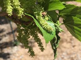 Check spelling or type a new query. Male Mulberry Tree
