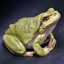 Maybe you would like to learn more about one of these? Frog Spirit Animal Totem Frog Medicine Animal Spirit Guides