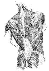 Women muscle vector art, back view. Pin On Back Stretches