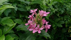 Image result for Ruspolia seticalyx