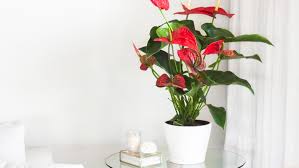 The old roots have brown spots not from the remaining soil but the stains caused by soil. How To Grow And Care For Anthurium Plants