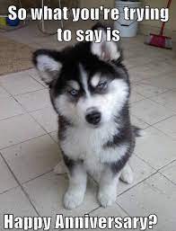 Here are 50 of the funniest dog memes we've seen yet. Happy Anniversary Funny Meme To Start Their Day With Smiles