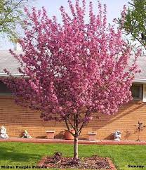 Maybe you would like to learn more about one of these? Pin By Lanell Hoppe On You Grow Girl Crabapple Tree Picea Abies Garden Deck Decoration