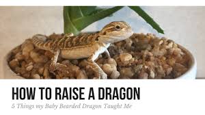 How To Raise A Dragon 5 Things My Baby Bearded Dragon Taught Me Carprincess
