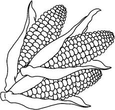 Sweet corn (zea mays convar. Coloring Pages Vegatables Corn Coloring Pages