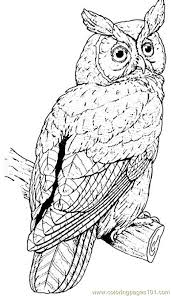 The owl coloring pages also available in pdf file which you can download for free. Great Horned Owl Coloring Page 116 Fine Coloring Leadership