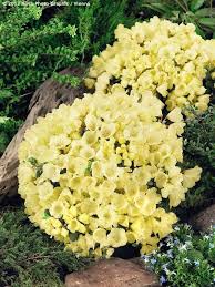Zone 7 Evergreen Shrubs Rhododendron Wren Havlis Cz Evergreen Shrubs Dwarf Evergreen Shrubs Backyard Plants