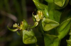 Image result for Centrostigma