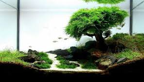 Interior Design Aquascaped Aquarium Aquarium Einrichten Nano Aquarium Aquarium