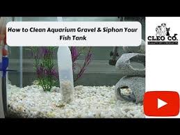 How To Clean Aquarium Gravel And Siphon Your Fish Tank Aquarium Gravel Betta Fish Aquarium Fish
