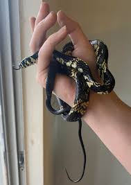 Image result for Spilotes pullatus