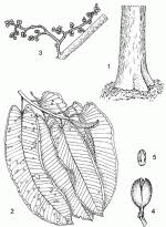 Image result for Pycnanthus