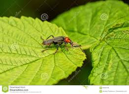 Unf zwei lange schwarze fühler! Schwarzer Roter Kafer Sitzt Auf Einem Grunen Blatt Im Garten Stockfoto Bild Von Sitzt Blatt 94640794