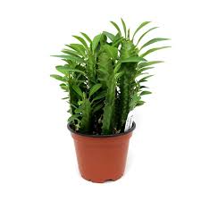 Image result for Euphorbia transvaalensis