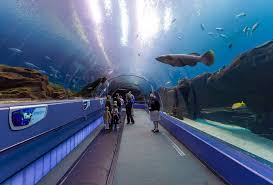 Review Is The Georgia Aquarium Worth It Travel Caffeine Georgia Aquarium Aquarium Sea Creatures Art