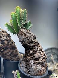 Image result for Euphorbia mlanjeana