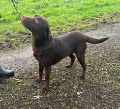 Calm sellers Dog Supplement Chew Get Joy