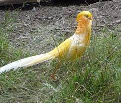 Altin Sulun Golden Pheasant Hatching Eggs Urban Chickens