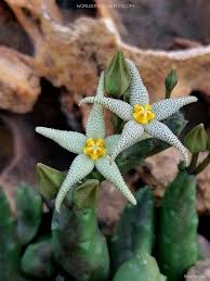 Image result for Piaranthus atrosanguineus