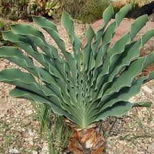 Image result for Boophone