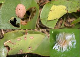 Image result for Bobgunnia madagascariensis