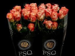 Rosen tantau has an expansive network of agents and distributors to meet the needs for new varieties of roses in the floriculture industry. Cabaret A Cream Red From Ecuador