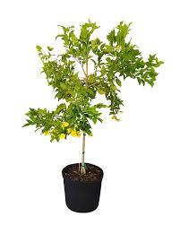 Tecoma stans, commonly called yellow elder, is ideally suited for this pruning method. 2 Tecoma Stans Plants Yellow Elder Esperanza Trumpetflower Bells Of Fire 10 Houseplants Home Garden Worldenergy Ae