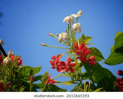 Image result for Combretum psidioides