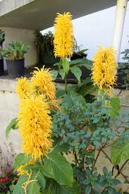 Image result for Justicia aurea