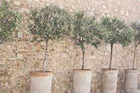 How To Grow An Olive Tree In A Container Green Prophet Potted Olive Tree Potted Trees Growing Olive Trees