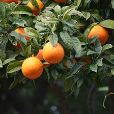 Image result for Citrus × aurantium