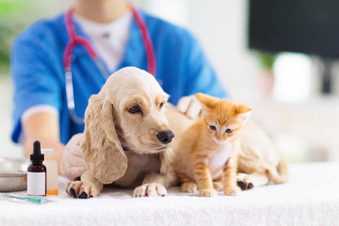 Pet Wellness Exams and Vaccinations in Stockton, CA
