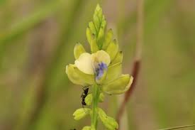 Image result for Polygala claessensii